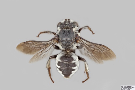 [Ammobatoides braunsi female (dorsal/above view) thumbnail]